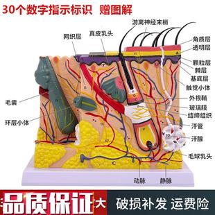 50倍人体皮肤组织结构放大解剖模型医学美M容整形立体皮肤放大模