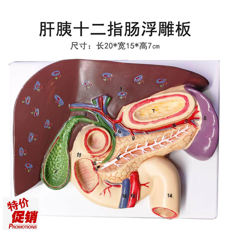 肝胆胰十二指肠胃结构模型消化科医学胰腺十T二指肠模型浮雕