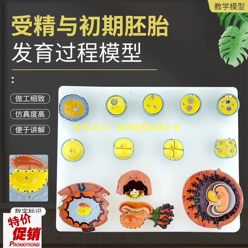 人体受精与初期胚l胎发育过程模型组织胚胎受精卵胎盘卵泡胚胎