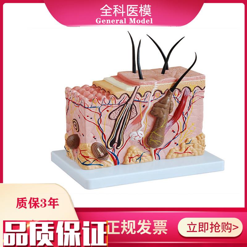 皮肤结构放大模型中型组织层次y立体构造微整形美容医教学模具玩