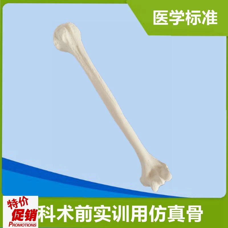 肱骨模型手术实操用仿真骨1w比1假骨头四肢散骨人体骨骼关节医用