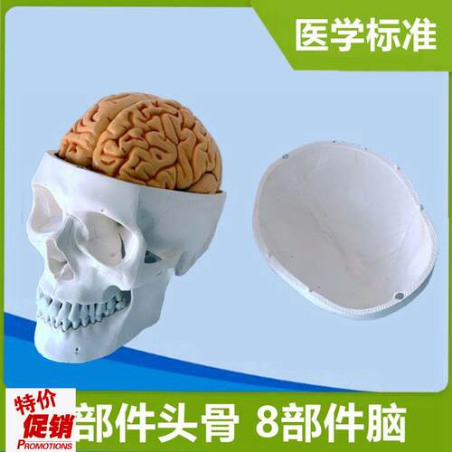 头骨带脑模型e可拆卸仿真1:1比例PVC材质医用解剖颅骨牙科教学骨
