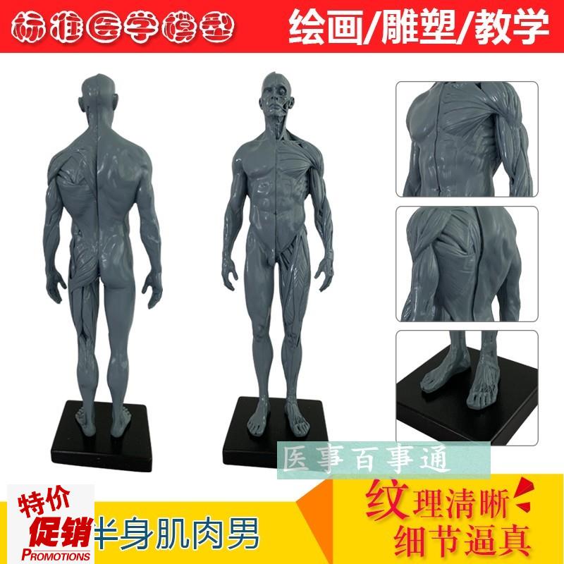 树脂骷髅头绘画半身像人头骨艺用人体肌肉骨骼解剖结构Y模型灰色