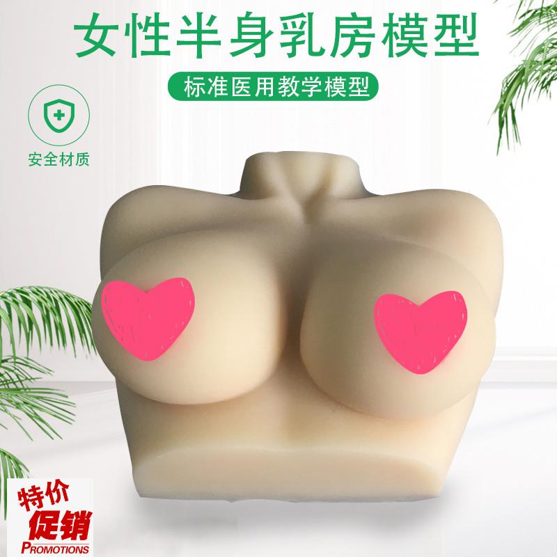 女性乳房模e型仿真硅胶催乳师培训教学教具女性乳房模型人体模型