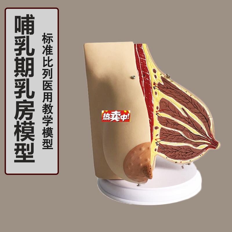 热销女性已孕哺乳期乳房解剖模型,孕妇乳房解剖模型催O乳师培训模