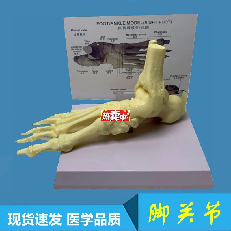 热销左右踝关节模型1x比1跟骨足底肌肉肌腱韧带脚骨头医学教具骨
