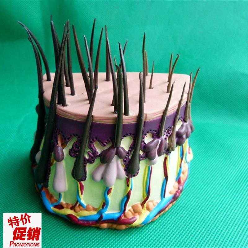 人体毛发解剖放大模n型头发成长过程毛囊放大皮肤模型皮肤放大