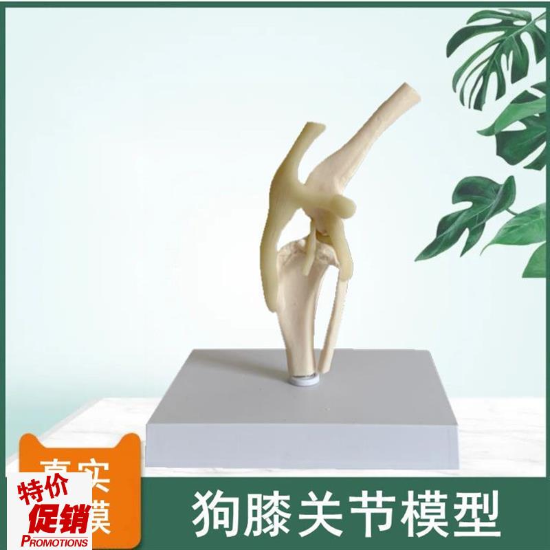 狗膝关节模型后肢带髌骨韧带仿真塑胶骨J头标本兽医药动物医院解