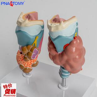 人体喉部解剖模型肌肉软骨组E织结构鼓膜咽鼓管喉腔声带