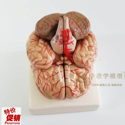 正品医用人体f大脑解剖模型大脑模型脑动脉模型可拆卸9部件