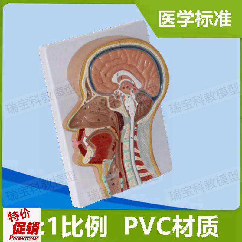 头颈部解剖模型颅脑鼻腔口舌咽A喉咙气管扁桃体鼻窦额窦五官科医