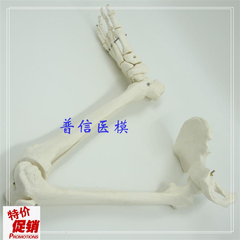普信1比1下肢骨模型踝关节髌骨脚骨J胫腓骨股骨骨盆推拿医用