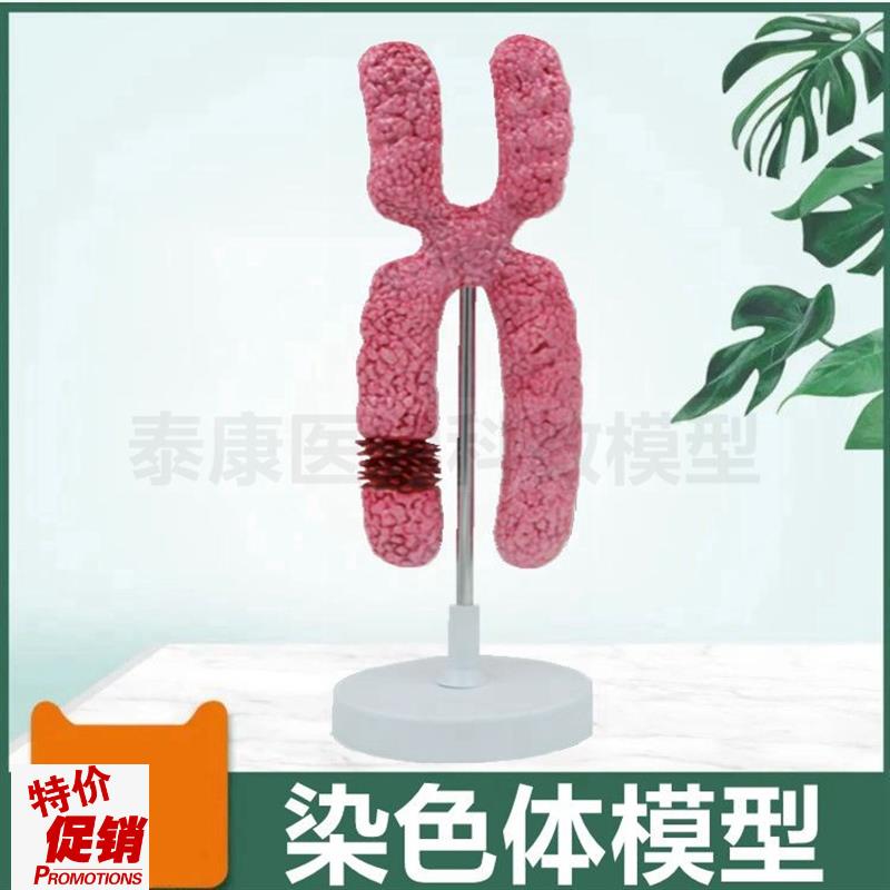 染色体模型立体常染色体性染色体精子和卵子结合过U程早期胚胎妊
