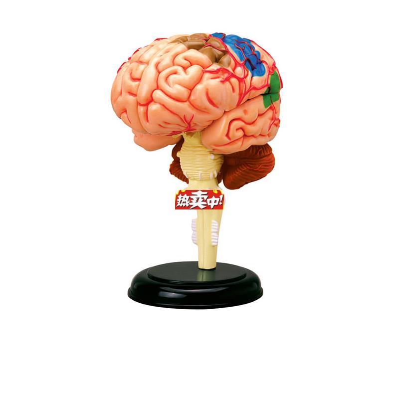 热销大脑解剖模型人体右半脑功能区人脑神经脑S干结构分区医学教