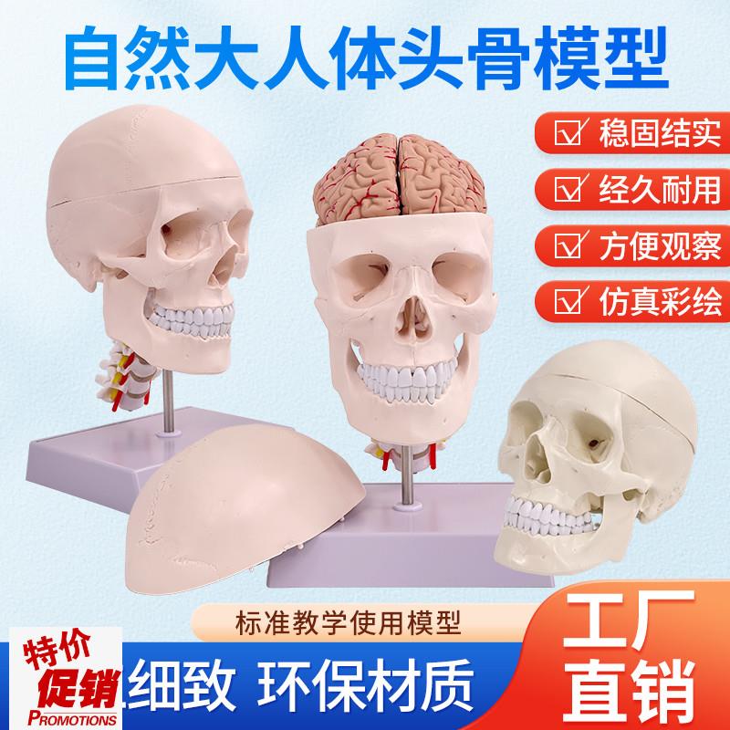 成人11医学仿真人体头骨模型头颅骨解剖白色头V骨带颈椎脑解剖