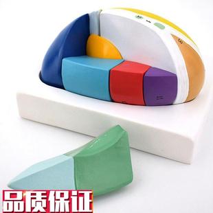 丘脑模型可拆卸灰质核团感觉中枢下丘脑神经内P科医用教学实验仪