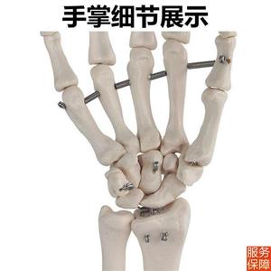 快速发货人体手骨k模型手关节可活动手指腕骨散骨游离仿真塑胶骨