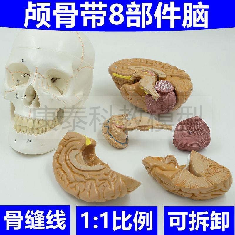 艺用头骨模型彩i色颅骨带脑模型拆8部件医学教具美术绘画塑胶骨髅