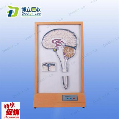 脑脊液循环电k动模型灯光演示脑液与脊液流经及受阻