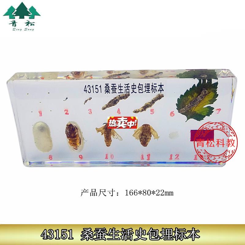 热销43151桑蚕生活史包埋标本包埋标本教学标本j中小学生物标