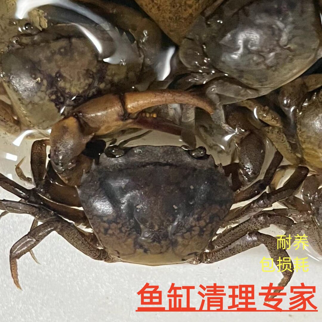 宠物小螃蟹观赏蟹新手饲养螃蟹