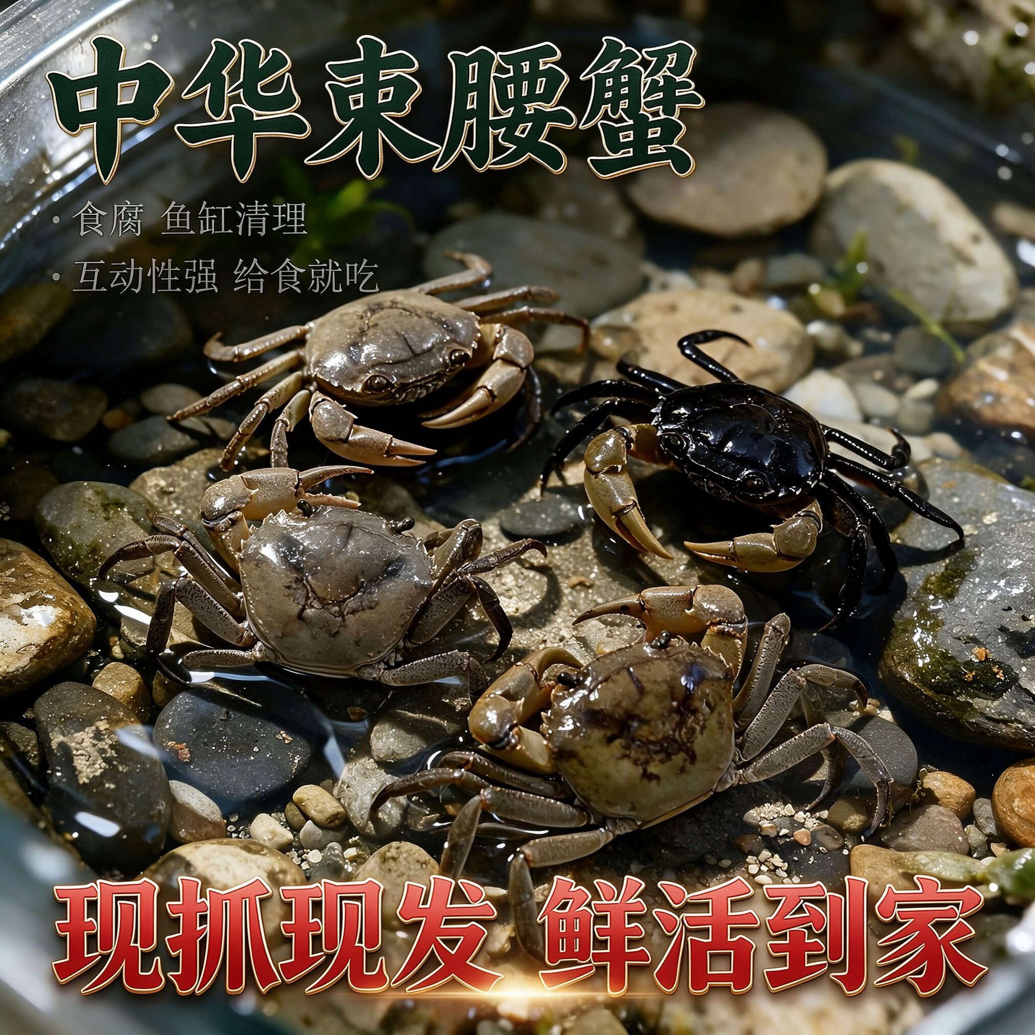 螃蟹生态缸宠物螃蟹观赏蟹深水河蟹淡水蟹溪流原生螃蟹好养耐活