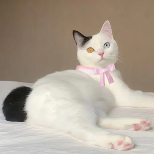 88VIP会员专享冲刺淘气值升级天猫积分优惠开通0.01元 壁纸养号