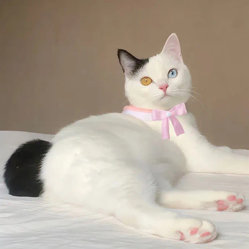 88VIP会员专享冲刺淘气值升级天猫积分优惠开通0.01元壁纸养号