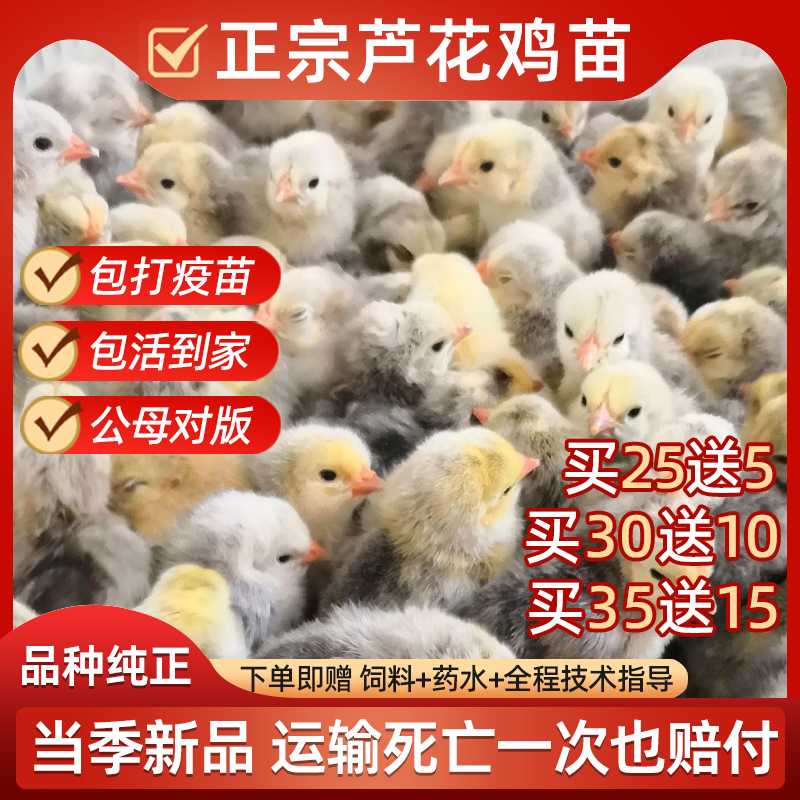 芦花鸡活苗汶上鸡仔高产蛋鸡纯种芦花散养元宝出壳小鸡活苗包顺丰