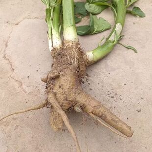 云南新鲜本土商陆见肿消章柳根白商陆 新鲜商陆根大麻菜根中药材