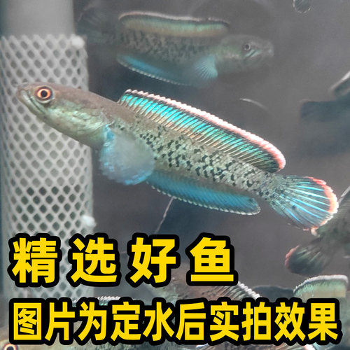 蓝宝石巴卡二型鬼王雷龙鱼苗黄金眼镜蛇幻红幻蓝奶茶酒红耐活