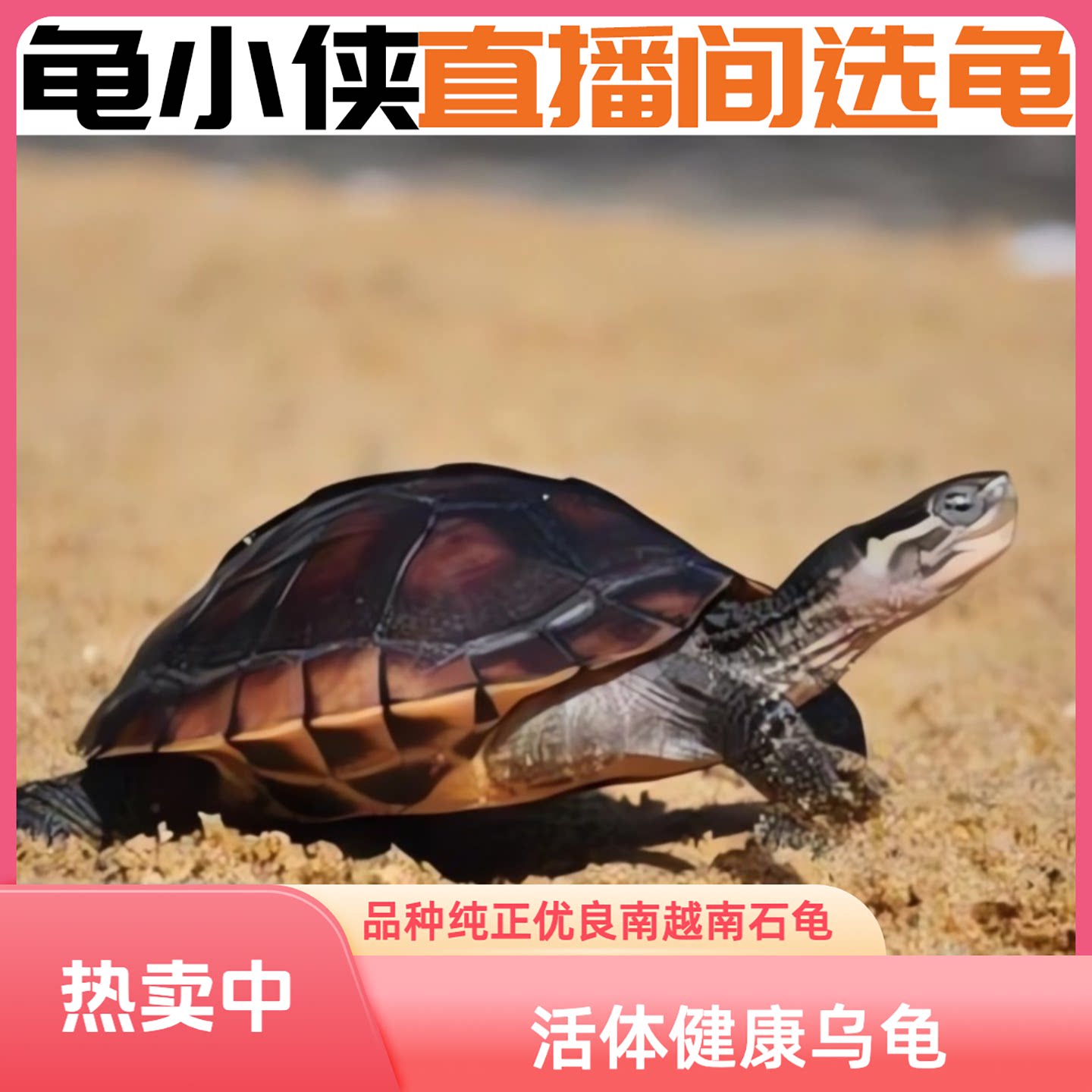 618直播石金钱老龟煲汤龟中华草龟巴西龟乌龟观赏龟外塘冷水人工