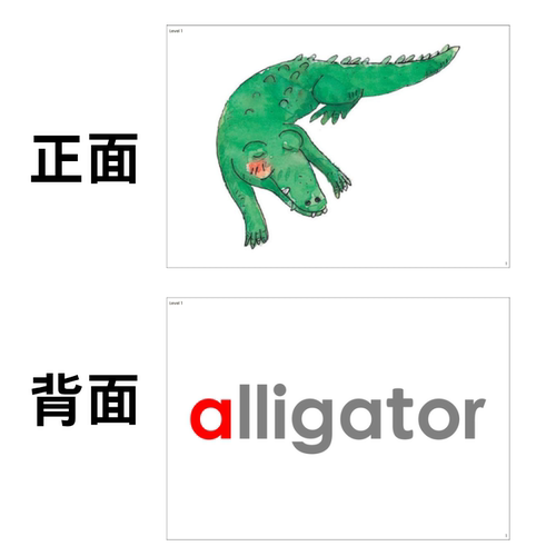 superphonics少儿英语ICanSpellEhonics新版自然拼读双面单词卡
