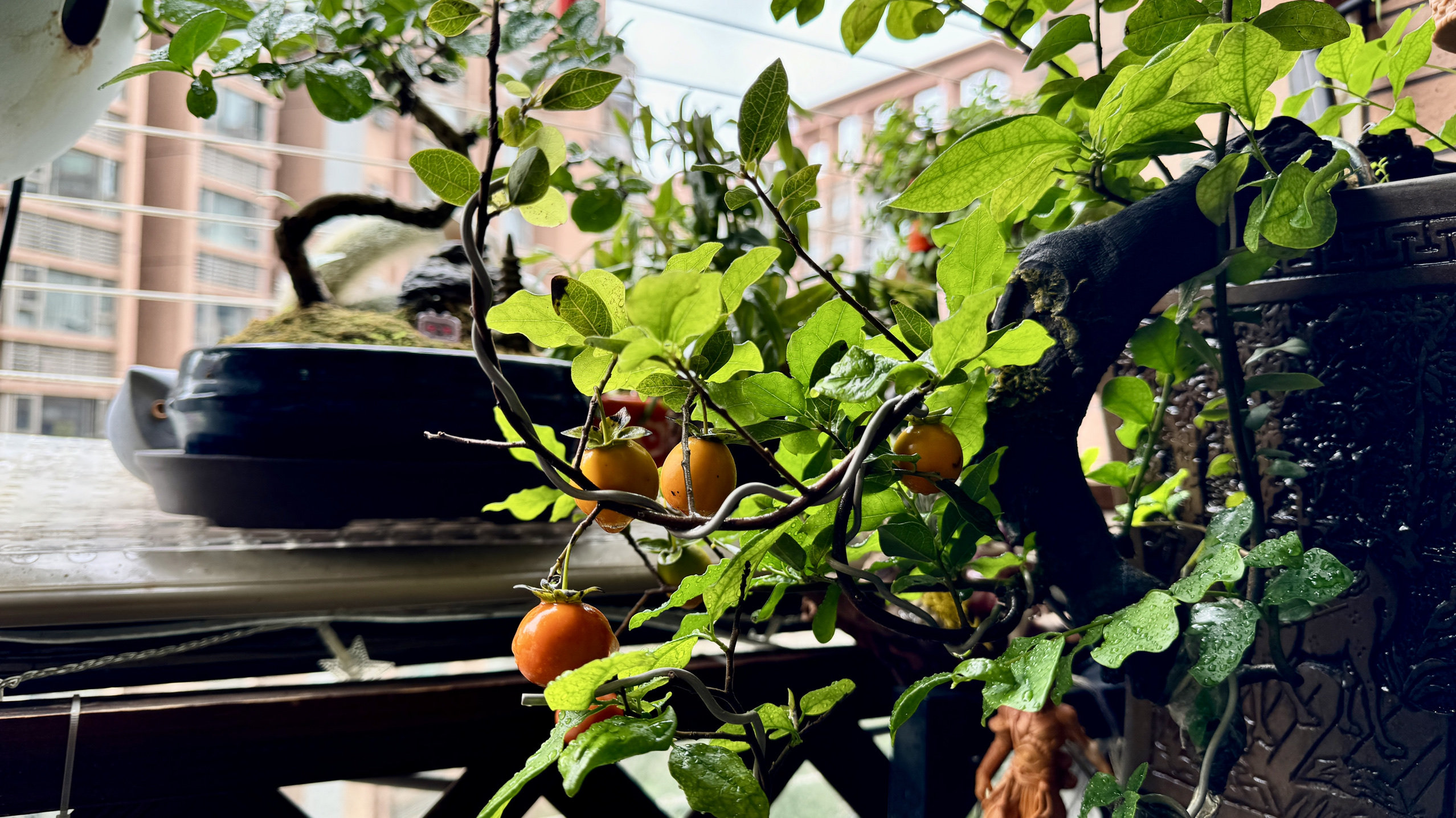 金弹子盆景 金弹子临水 金弹子飘枝 嫁接果血红果柿饼果,鲜花速递/花卉仿真/绿植园艺,造型盆景,淘宝优惠券,粉丝福利购,淘宝优惠卷