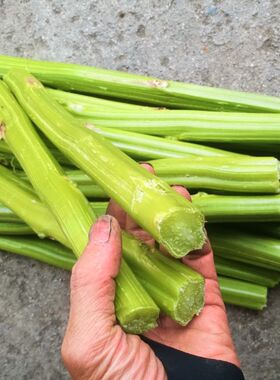 成熟青黄色硬皮老苋菜杆件腌制臭豆腐卤水绍兴霉苋菜梗实芯汁水足