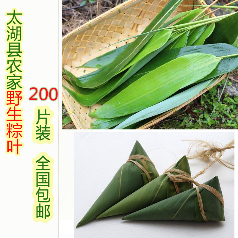 200片包邮】25年新叶 现摘现发新鲜湿活粽叶农家野生大中小竹子叶图片