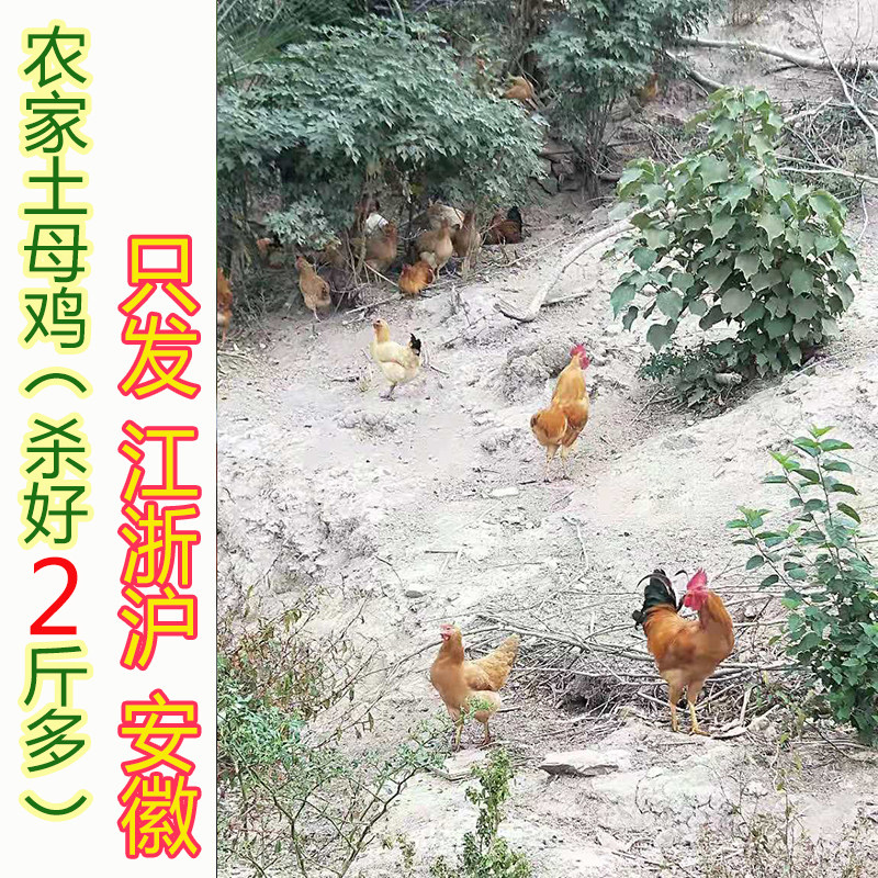 太湖县农家散养土鸡 炖补汤月子鸡  正宗老母鸡 跑山走地鸡吃虫草