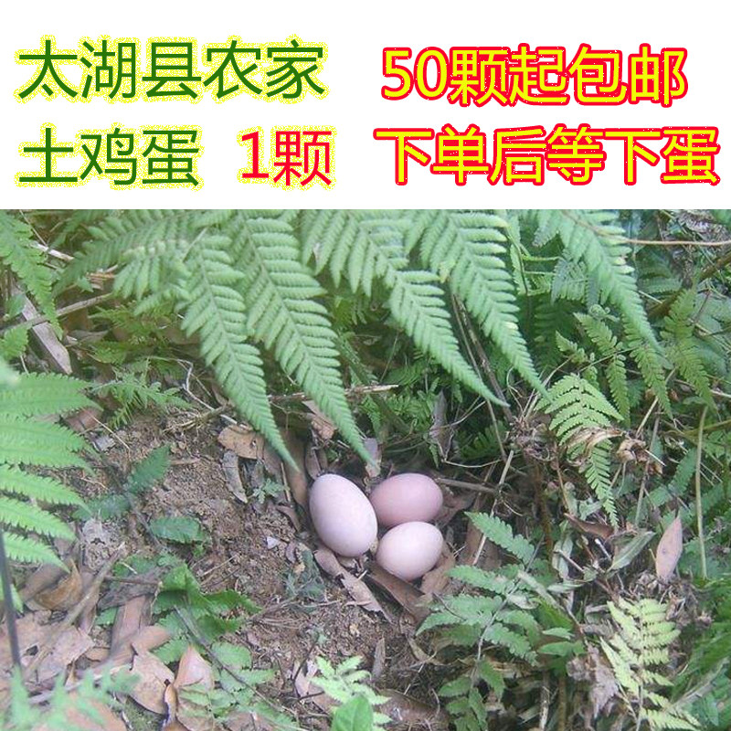 50起包邮太湖县农家散养土鸡蛋新鲜农村笨草鸡蛋孕妇月子营养餐食,水产肉类/新鲜蔬果/熟食,鸡蛋,淘宝优惠券,粉丝福利购,淘宝优惠卷
