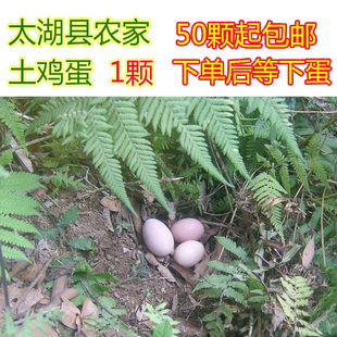 50起 太湖县农家散养土鸡蛋新鲜农村笨草鸡蛋孕妇月子营养餐食 包邮