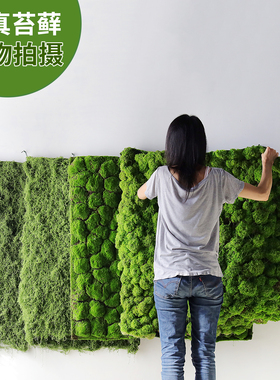 仿真苔藓皮苔藓墙绿植秋色黄色办公室造景地貌植绒纤维毛线苔藓