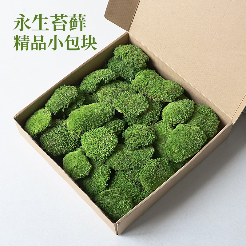 永生苔藓大灰藓白发藓青苔块造景铺面小鹿藓真苔藓保鲜技术地貌