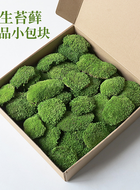 永生苔藓大灰藓白发藓青苔块造景铺面小鹿藓真苔藓保鲜技术地貌