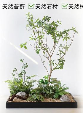 橱窗地貌组合摆件墙角装饰室内造景绿植入户玄关微景观花槽马醉木