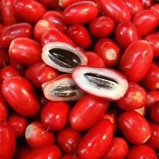 神秘果鲜果酸变甜变味果 蜜拉圣果 神奇改变味觉果干 解酒 现摘