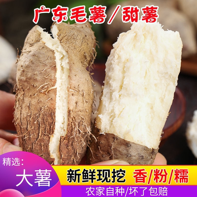 广东茂名毛薯5斤新鲜红薯沙地番薯地瓜白心红甜薯农家自种脚板薯