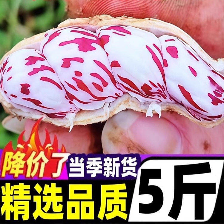 新货云南七彩花生带壳生熟七彩野地花生米黑花生种植普洱特产