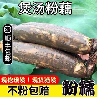 顺丰包邮洪湖特产新鲜莲藕煲汤粉藕湖北正宗粉糯红藕现挖现发中断