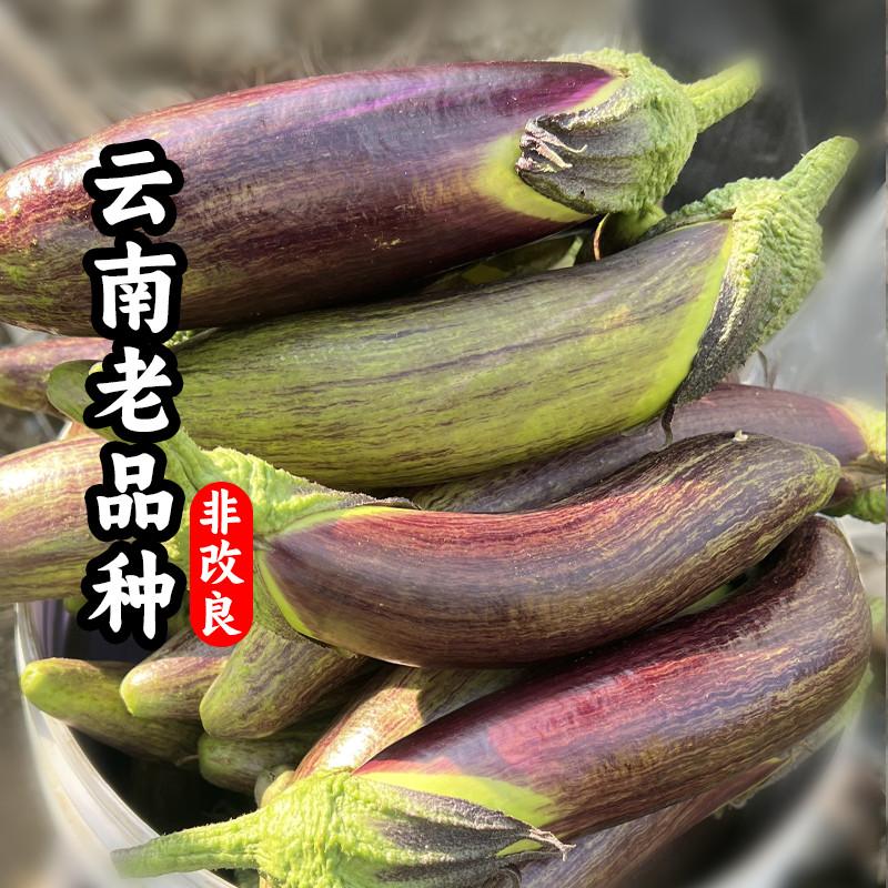 云南特产冰川茄子5斤新鲜蔬菜老品种农家竹丝糯茄子烧烤面包茄子