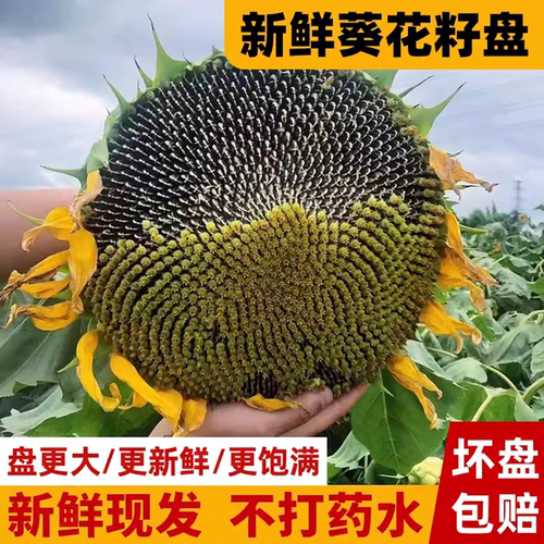 2026年新鲜葵花盘现货带籽生向日葵带盘原味湿葵花籽瓜子盘葵花头