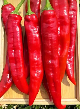 现摘帕沃尔甜椒5斤新鲜水果生吃辣椒红彩椒蔬菜即食沙拉大甜辣椒